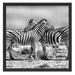Schmusende Zebras Schattenfugenrahmen Quadratisch 55x55