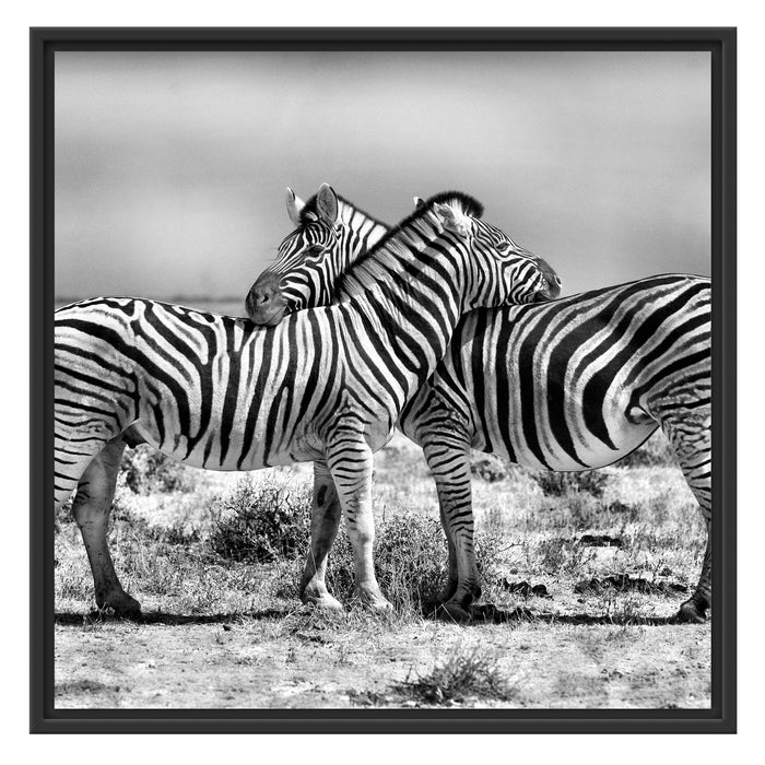 Schmusende Zebras Schattenfugenrahmen Quadratisch 70x70
