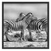 Schmusende Zebras Schattenfugenrahmen Quadratisch 70x70