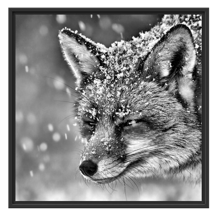 Fuchs im Schnee Schattenfugenrahmen Quadratisch 70x70