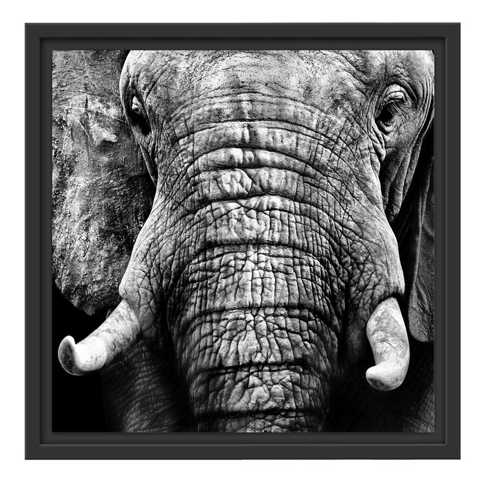 Elefant Porträt Schattenfugenrahmen Quadratisch 40x40