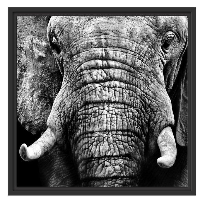Elefant Porträt Schattenfugenrahmen Quadratisch 55x55
