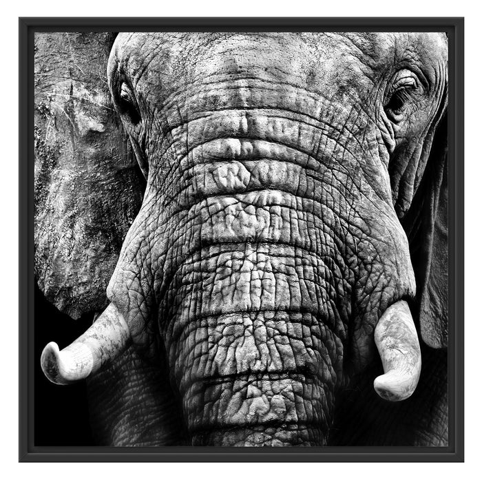 Elefant Porträt Schattenfugenrahmen Quadratisch 70x70