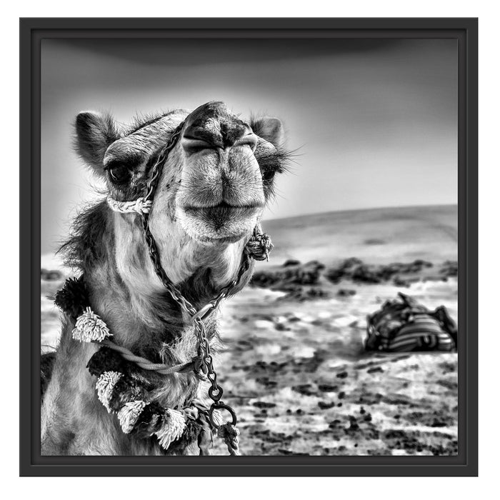 Lustiges Kamel in Wüste Schattenfugenrahmen Quadratisch 55x55