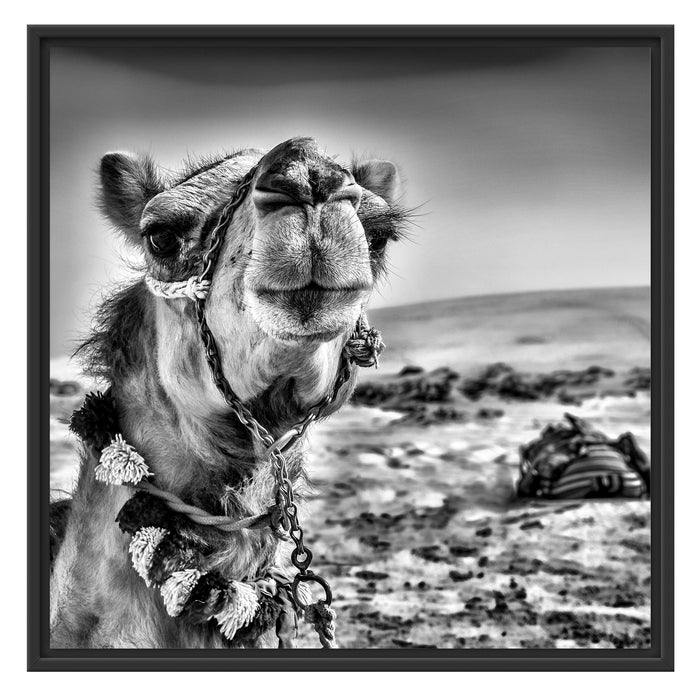 Lustiges Kamel in Wüste Schattenfugenrahmen Quadratisch 70x70