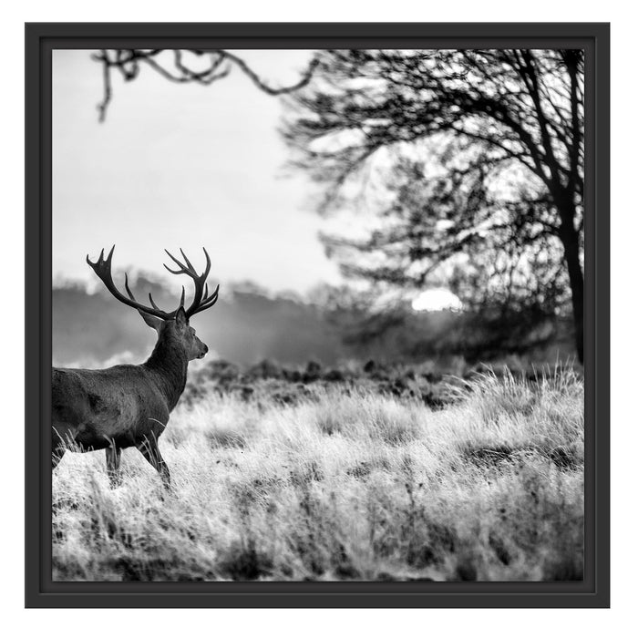 Hirsch im Sonnenuntergang Schattenfugenrahmen Quadratisch 55x55