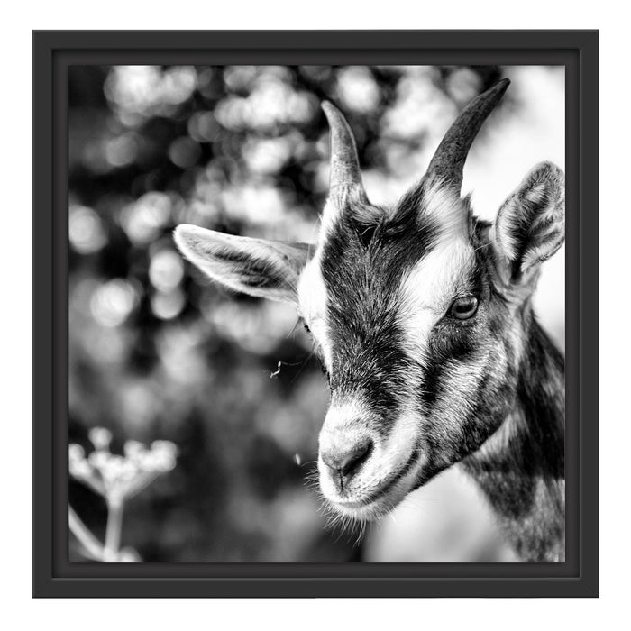 Niedliche Ziege Schattenfugenrahmen Quadratisch 40x40