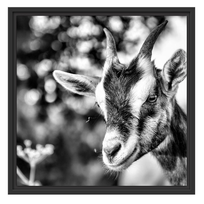 Niedliche Ziege Schattenfugenrahmen Quadratisch 55x55