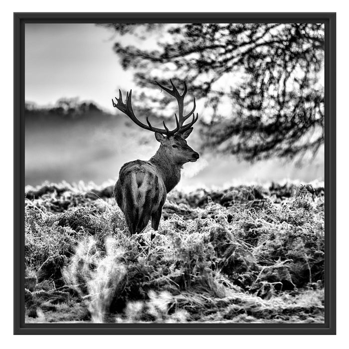 Hirsch im Wald Schattenfugenrahmen Quadratisch 70x70