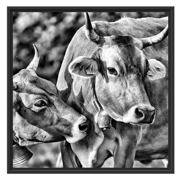 Kühe auf der Weide Schattenfugenrahmen Quadratisch 70x70