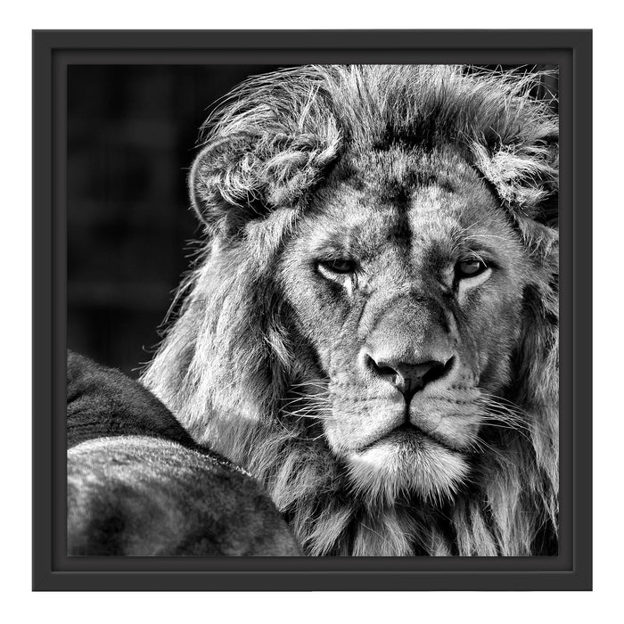 schönes Löwenpaar Schattenfugenrahmen Quadratisch 40x40