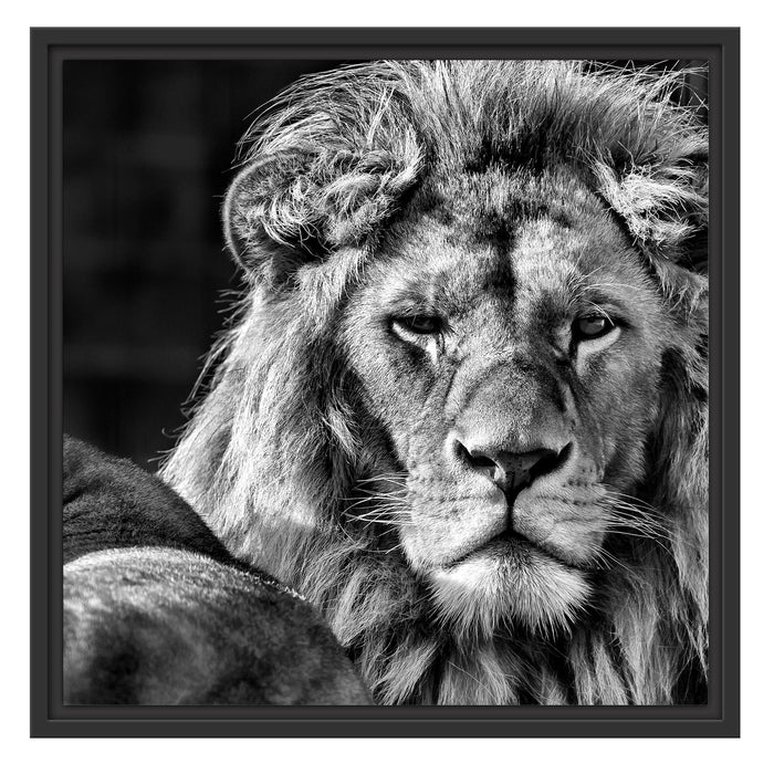 schönes Löwenpaar Schattenfugenrahmen Quadratisch 55x55