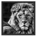 schönes Löwenpaar Schattenfugenrahmen Quadratisch 55x55
