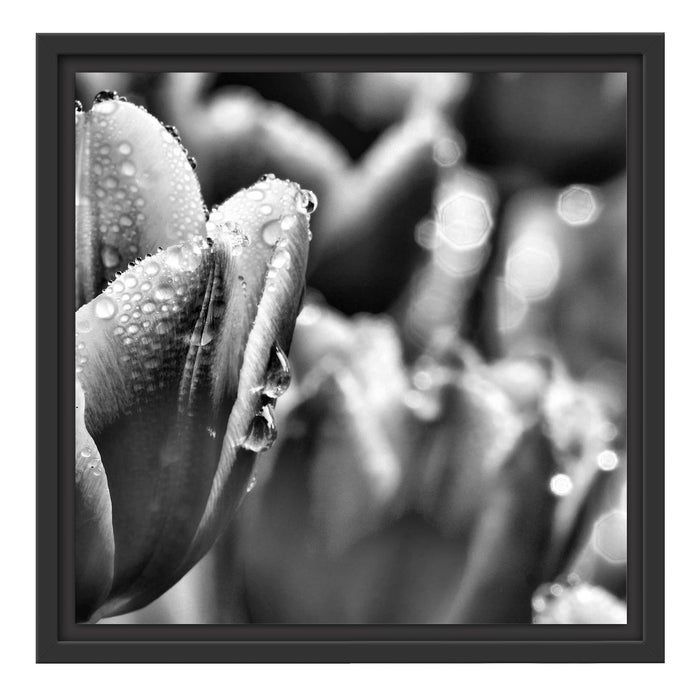 Tulpen mit Morgentau B&W Schattenfugenrahmen Quadratisch 40x40