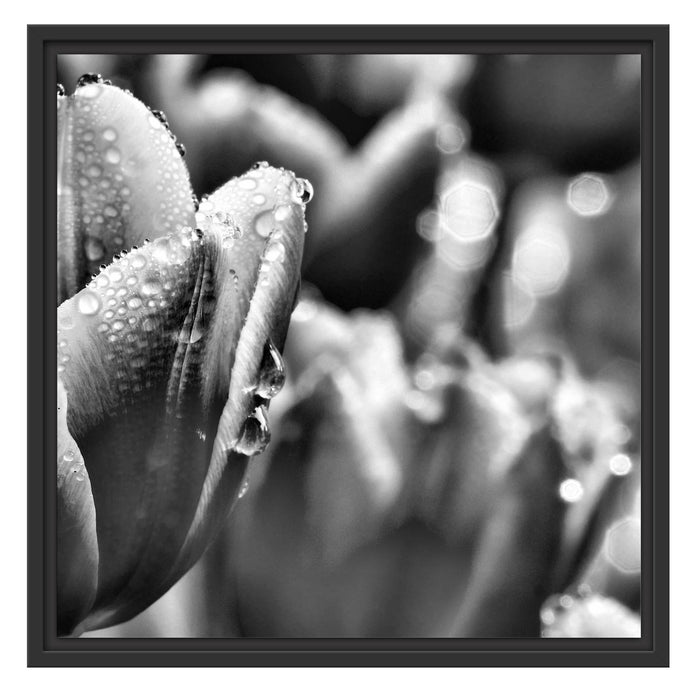 Tulpen mit Morgentau B&W Schattenfugenrahmen Quadratisch 55x55