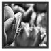 Tulpen mit Morgentau B&W Schattenfugenrahmen Quadratisch 55x55