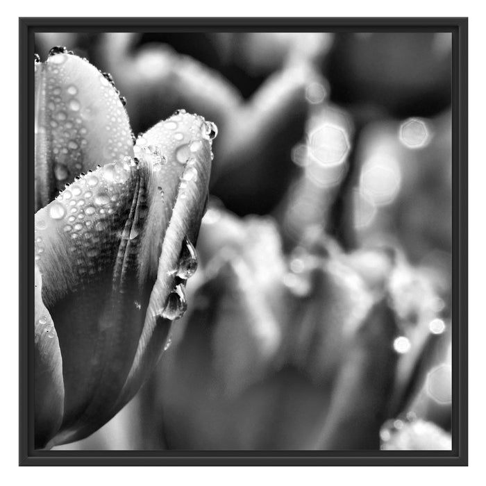 Tulpen mit Morgentau B&W Schattenfugenrahmen Quadratisch 70x70