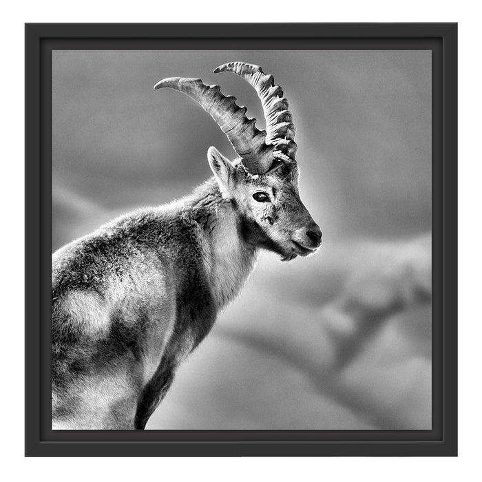 Steinbock im Schnee Schattenfugenrahmen Quadratisch 40x40