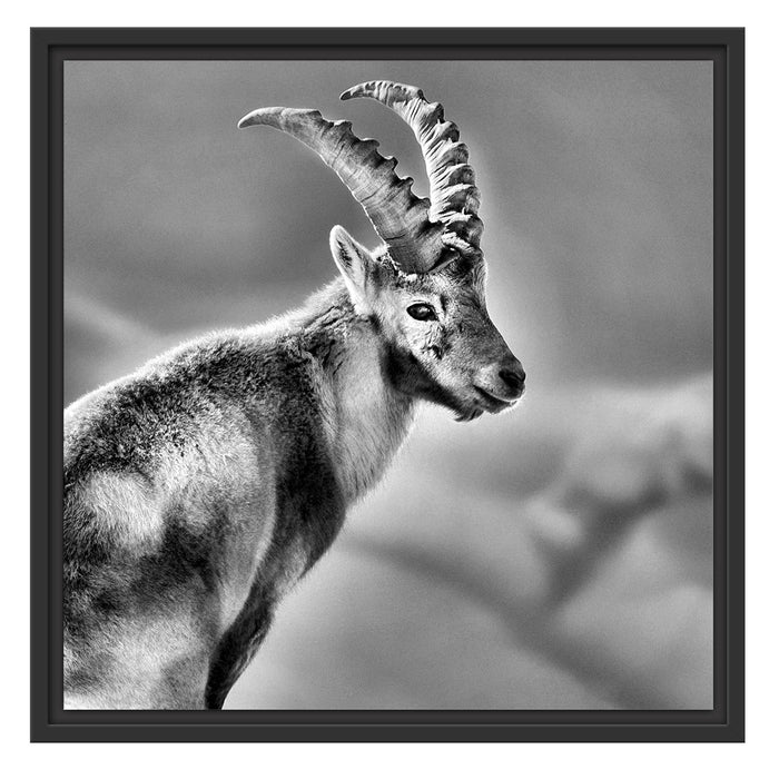 Steinbock im Schnee Schattenfugenrahmen Quadratisch 55x55