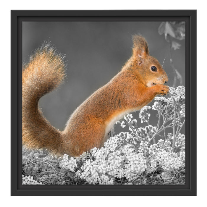 Nagendes Eichhörnchen im Moos Schattenfugenrahmen Quadratisch 40x40