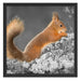 Nagendes Eichhörnchen im Moos Schattenfugenrahmen Quadratisch 55x55