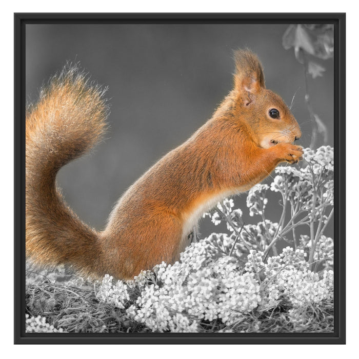 Nagendes Eichhörnchen im Moos Schattenfugenrahmen Quadratisch 70x70