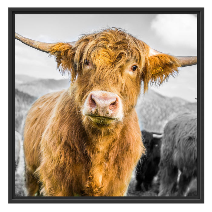 Blick einer Kuh an der Weide B&W Schattenfugenrahmen Quadratisch 70x70