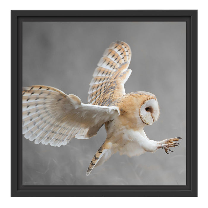 Weiße Eule bei der Jagd B&W Schattenfugenrahmen Quadratisch 40x40