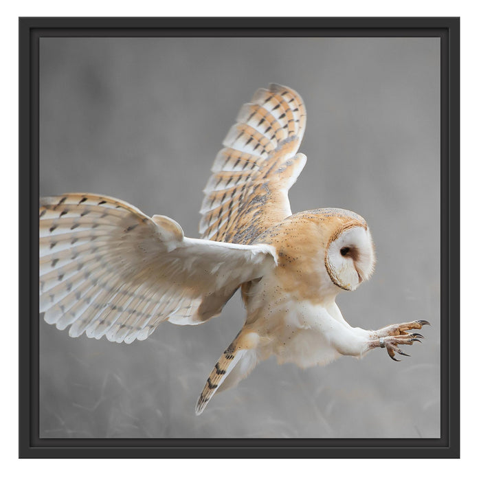 Weiße Eule bei der Jagd B&W Schattenfugenrahmen Quadratisch 55x55