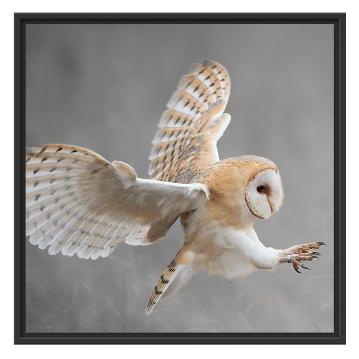Weiße Eule bei der Jagd B&W Schattenfugenrahmen Quadratisch 70x70