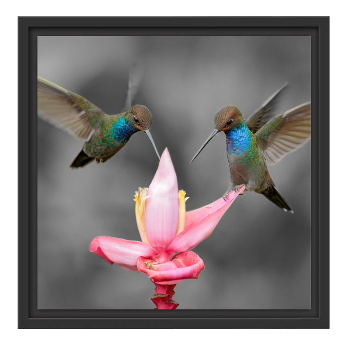 Kolibris in den Tropen Schattenfugenrahmen Quadratisch 40x40