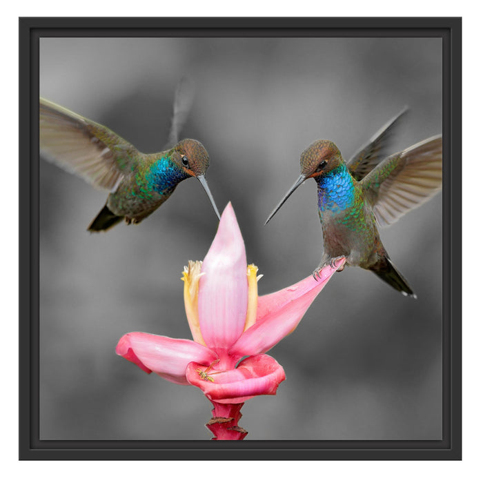 Kolibris in den Tropen Schattenfugenrahmen Quadratisch 55x55