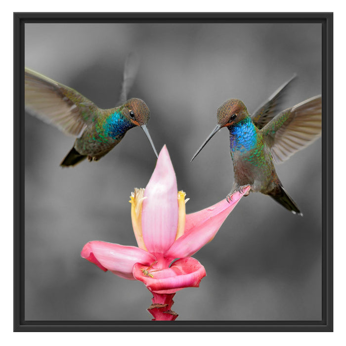 Kolibris in den Tropen Schattenfugenrahmen Quadratisch 70x70