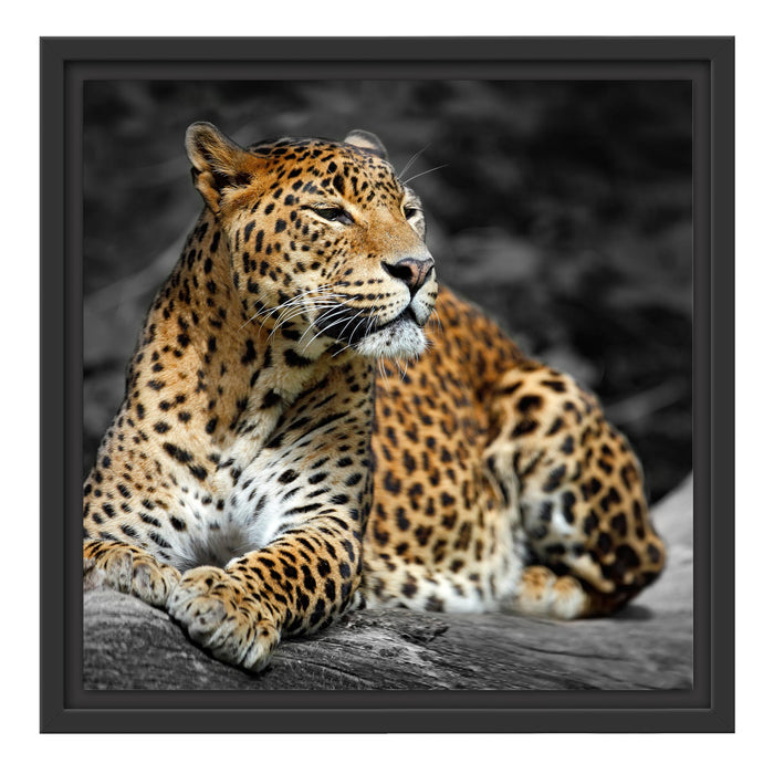 Wunderschöner Leopard in der Natur Schattenfugenrahmen Quadratisch 40x40