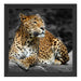 Wunderschöner Leopard in der Natur Schattenfugenrahmen Quadratisch 40x40