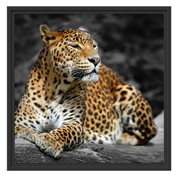 Wunderschöner Leopard in der Natur Schattenfugenrahmen Quadratisch 55x55