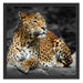 Wunderschöner Leopard in der Natur Schattenfugenrahmen Quadratisch 55x55