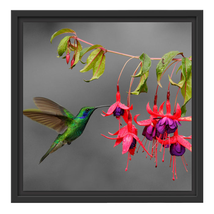 Kolibri trinkt vom Blütennektar Schattenfugenrahmen Quadratisch 40x40