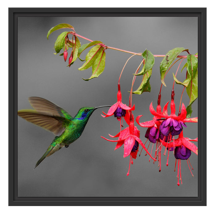 Kolibri trinkt vom Blütennektar Schattenfugenrahmen Quadratisch 55x55