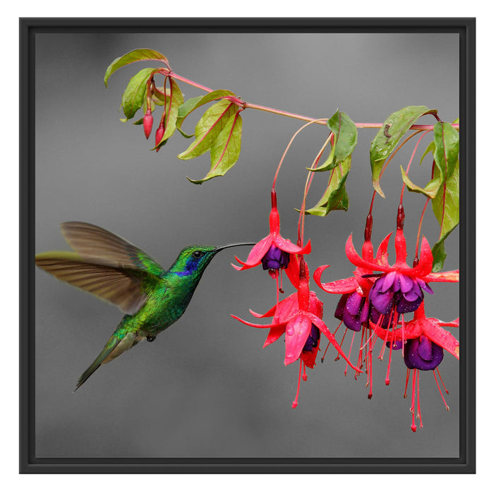 Kolibri trinkt vom Blütennektar Schattenfugenrahmen Quadratisch 70x70