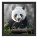 Niedlicher Panda isst Bambus Schattenfugenrahmen Quadratisch 40x40
