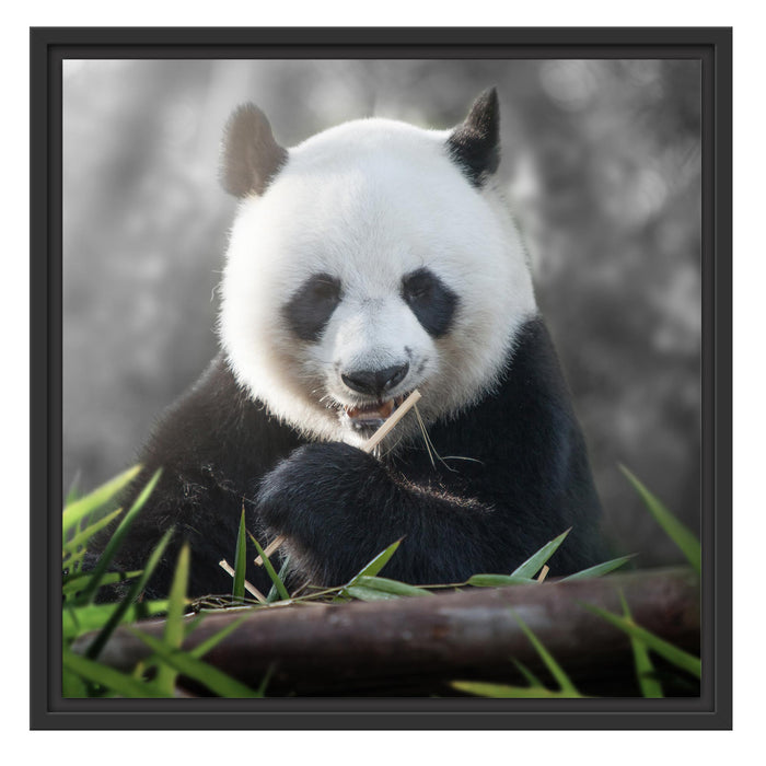 Niedlicher Panda isst Bambus Schattenfugenrahmen Quadratisch 55x55