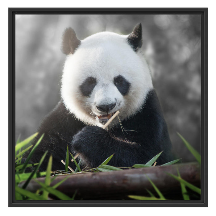 Niedlicher Panda isst Bambus Schattenfugenrahmen Quadratisch 70x70
