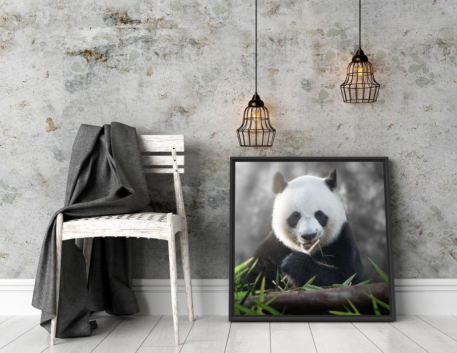 Niedlicher Panda isst Bambus Quadratisch Schattenfugenrahmen Dekovorschlag