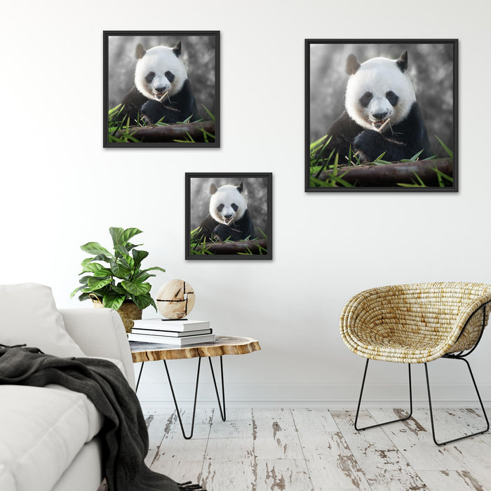 Niedlicher Panda isst Bambus Quadratisch Schattenfugenrahmen Wohnzimmer