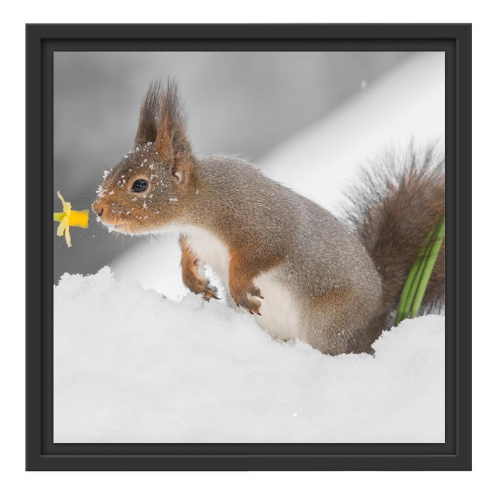 Eichhörnchen im Schnee Schattenfugenrahmen Quadratisch 40x40