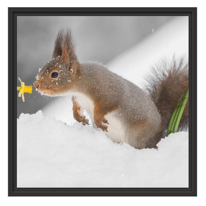 Eichhörnchen im Schnee Schattenfugenrahmen Quadratisch 55x55
