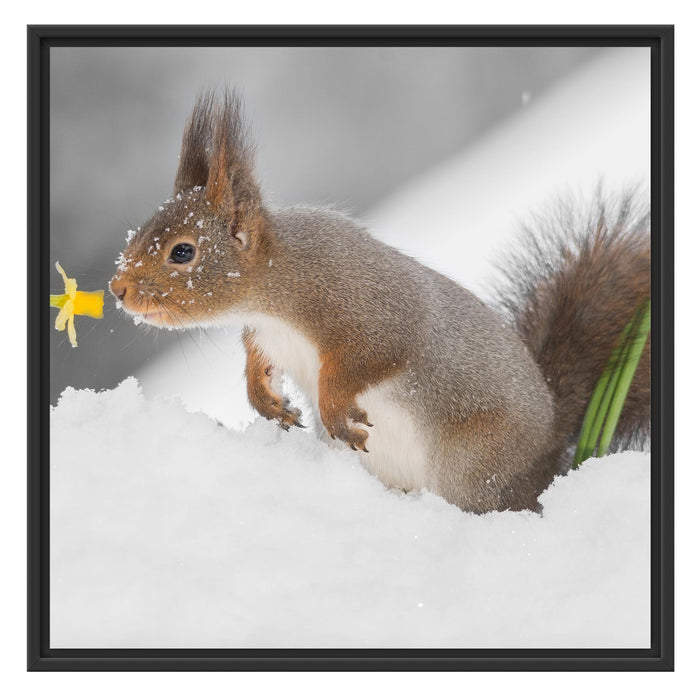 Eichhörnchen im Schnee Schattenfugenrahmen Quadratisch 70x70