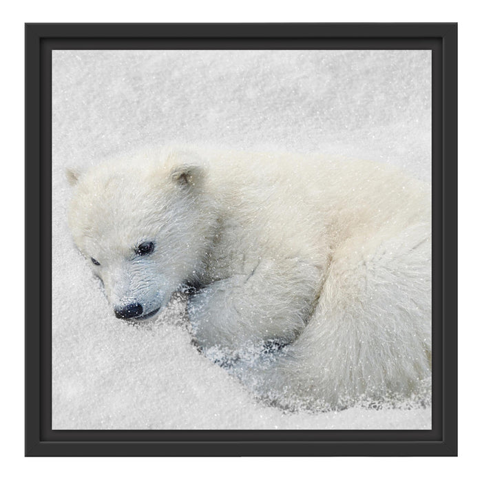 Eisbär im Schnee Schattenfugenrahmen Quadratisch 40x40