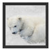 Eisbär im Schnee Schattenfugenrahmen Quadratisch 40x40